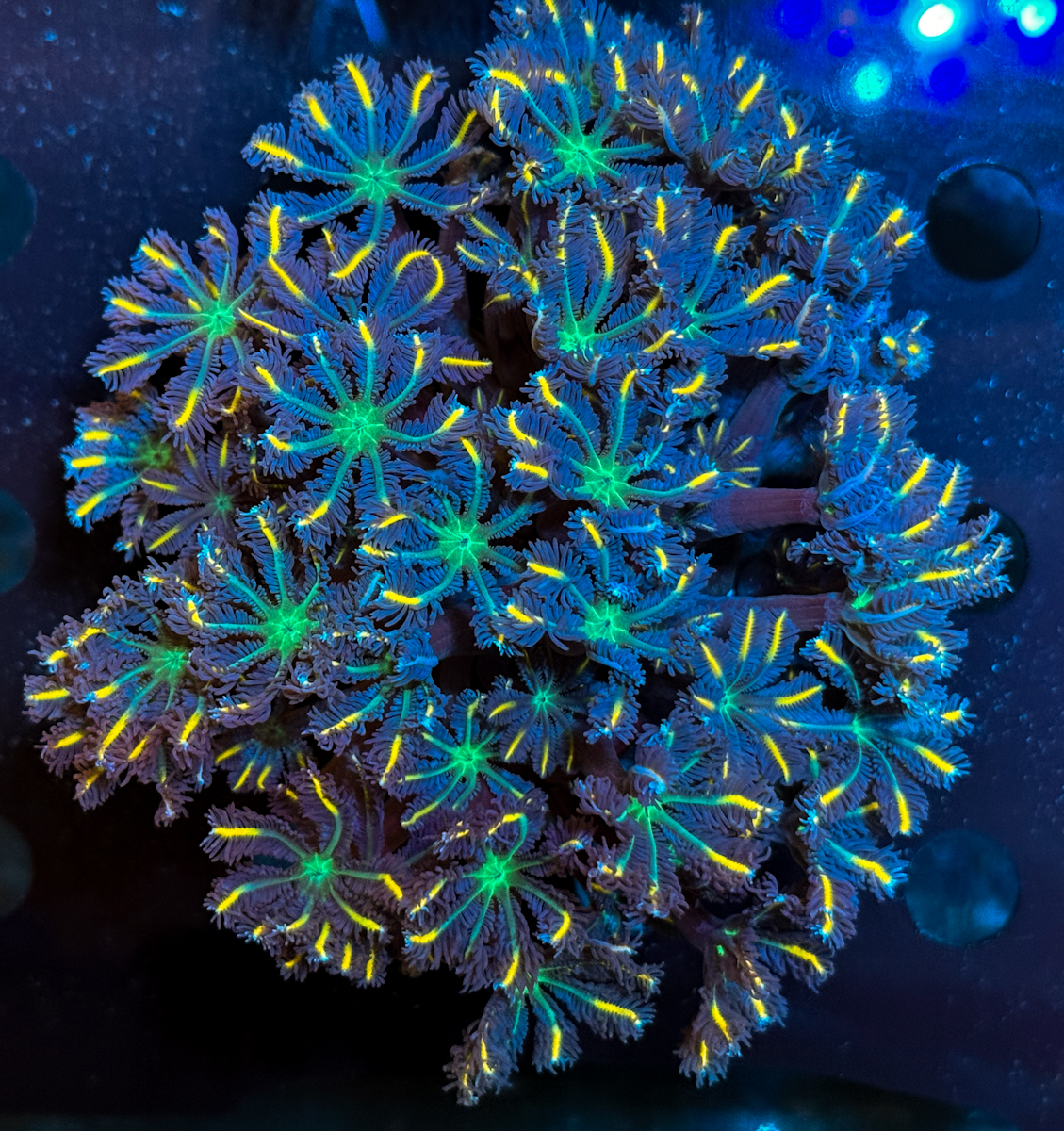 Clavularia sp. Multicolor