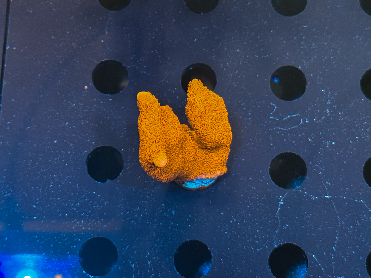 Montipora sp. Digitata Red