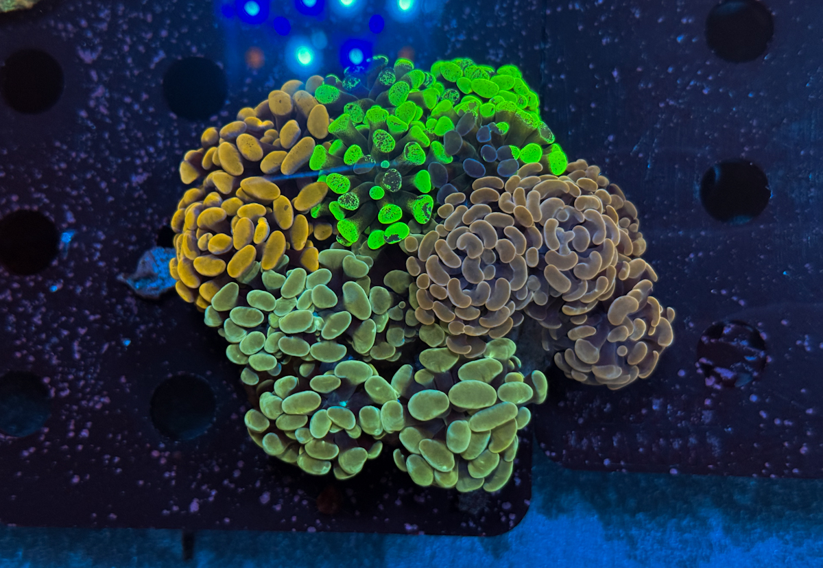 Euphyllia Paraancora Mix Rock