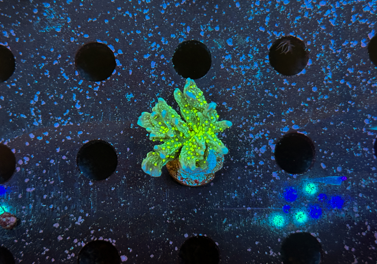 Montipora hirsuta