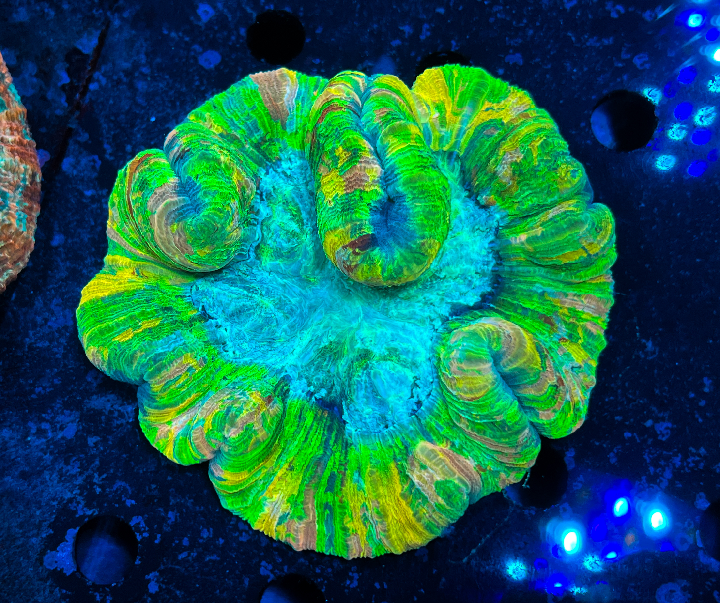 Trachyphyllia sp. Ultra