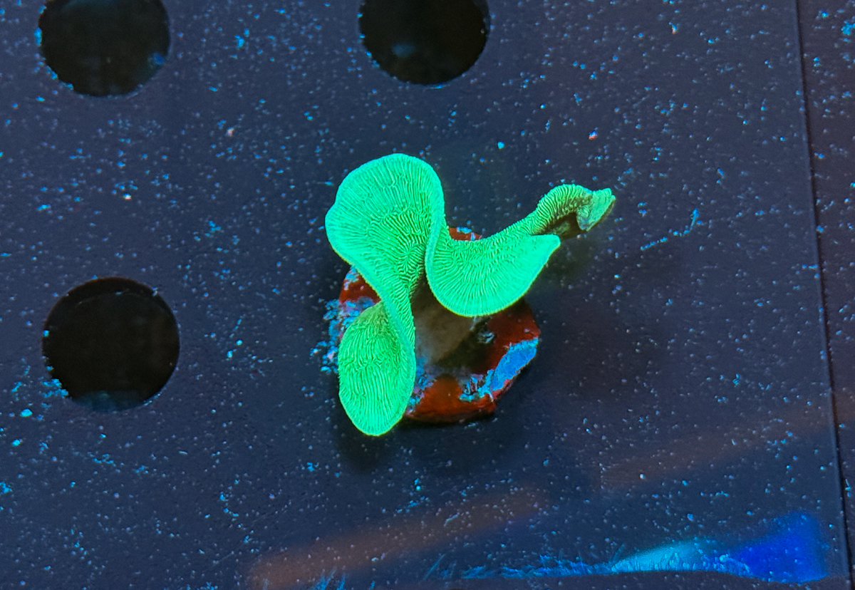 Pavona cactus Green