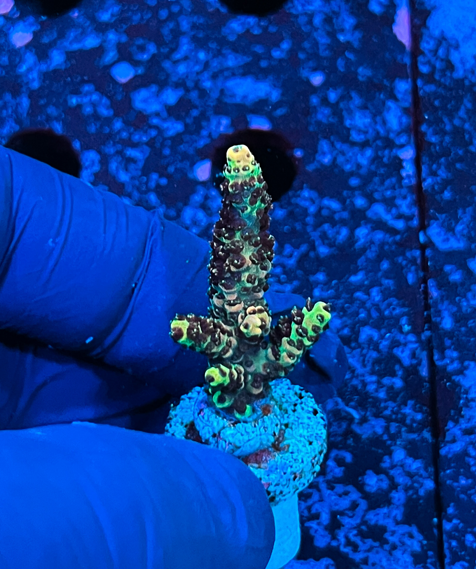 Acropora sp. 
