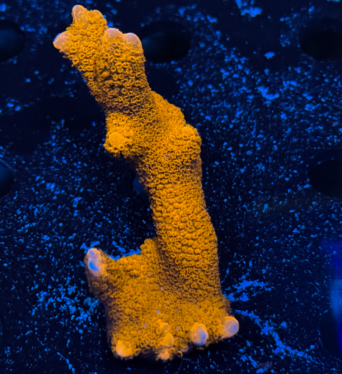 Montipora sp. Digitata Red