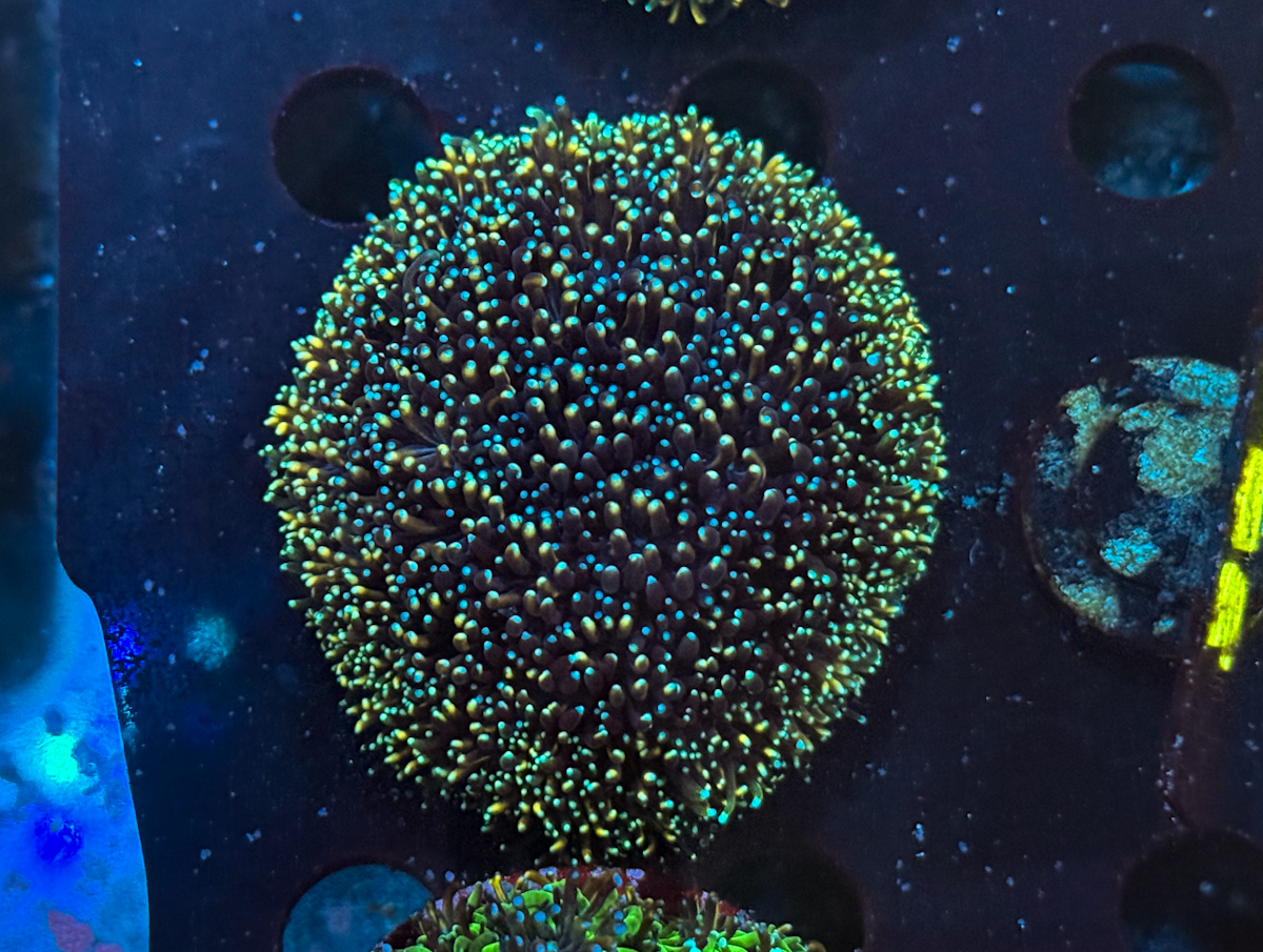 Galaxea spp. Orange Rainbow Galaxea spp. Orange Rainbow