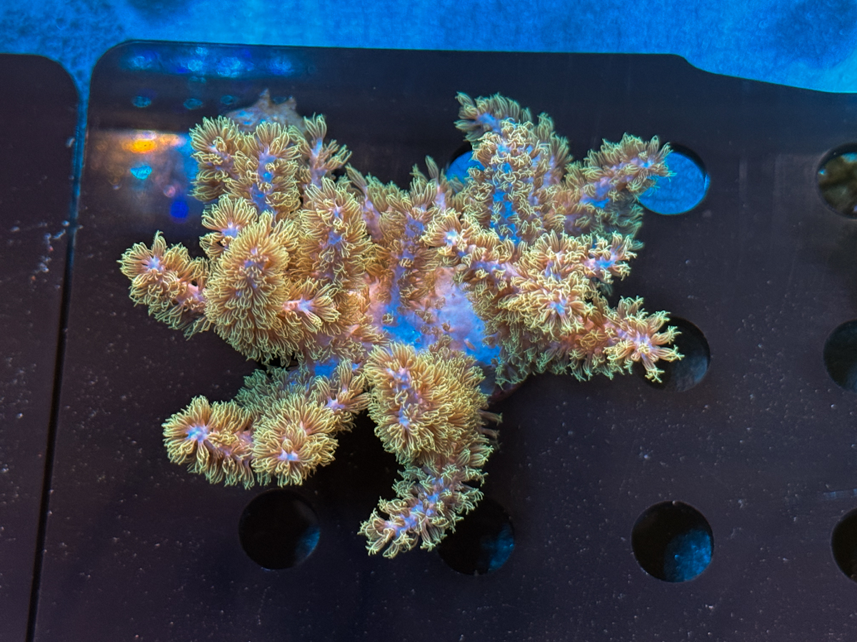 Sinularia mollis