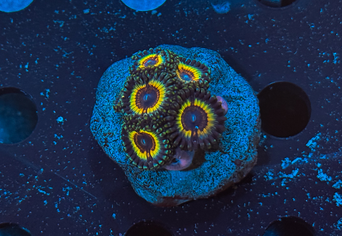 Zoanthus sp. Sonic Flare