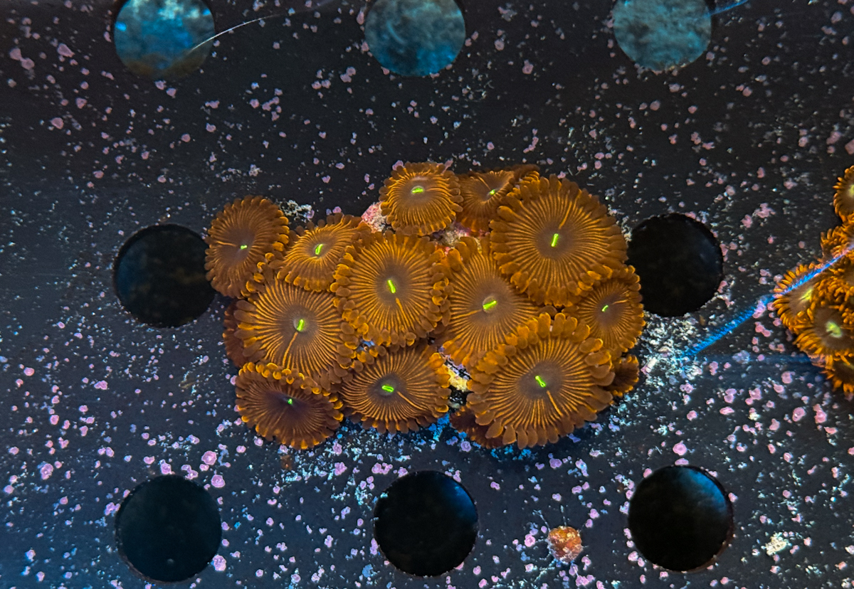 Zoanthus sp. Red People Eater