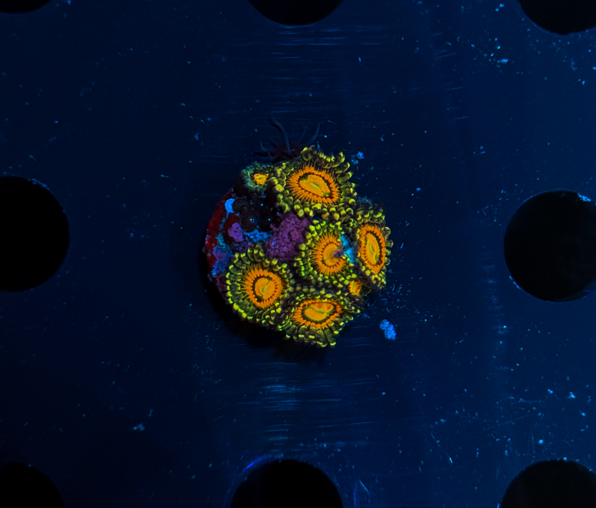 Zoanthus sp. Rainbow Incinerator