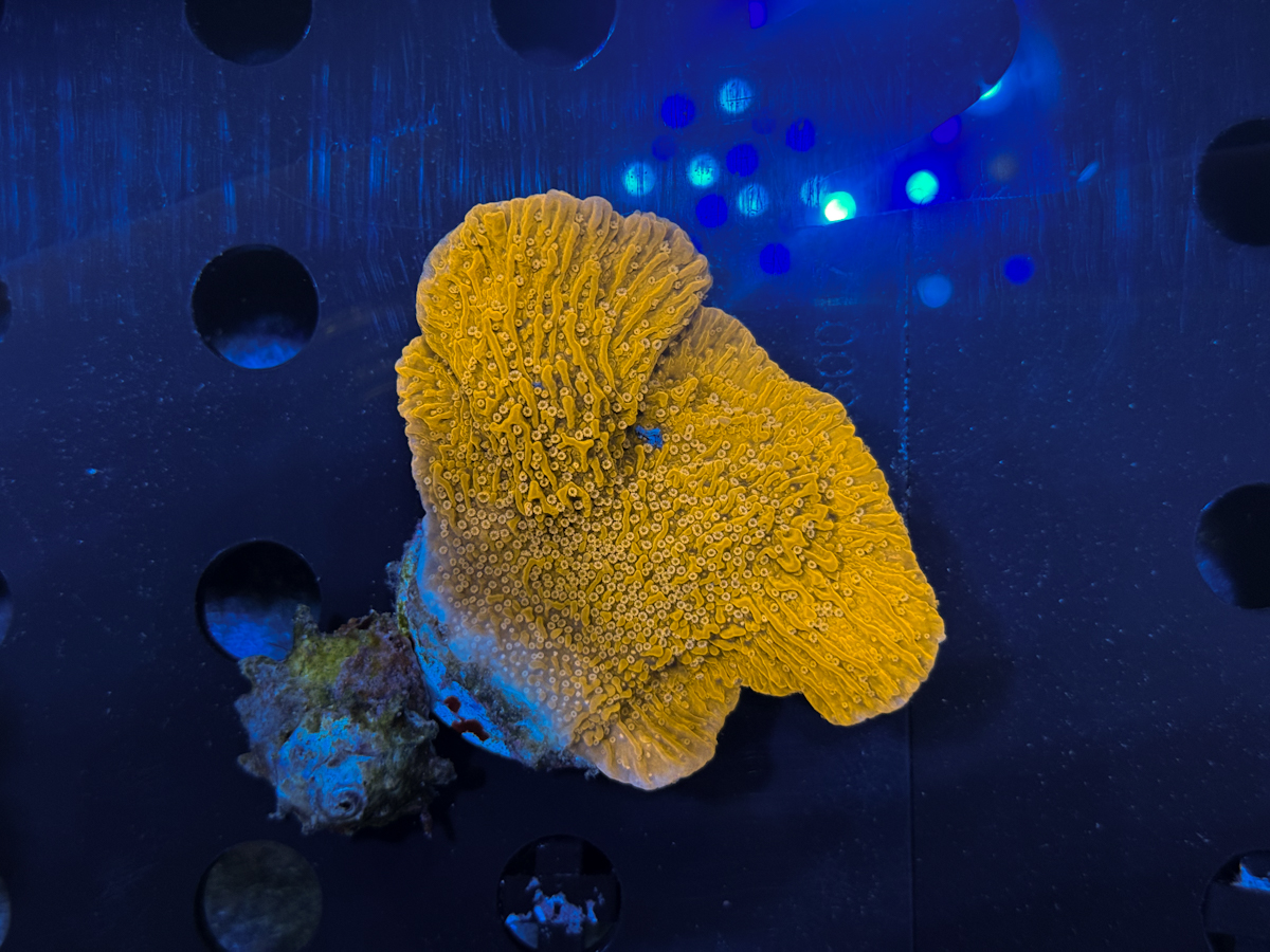 Montipora sp. Platte 