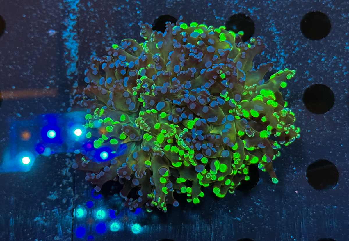 Euphyllia Divisa Two Tone