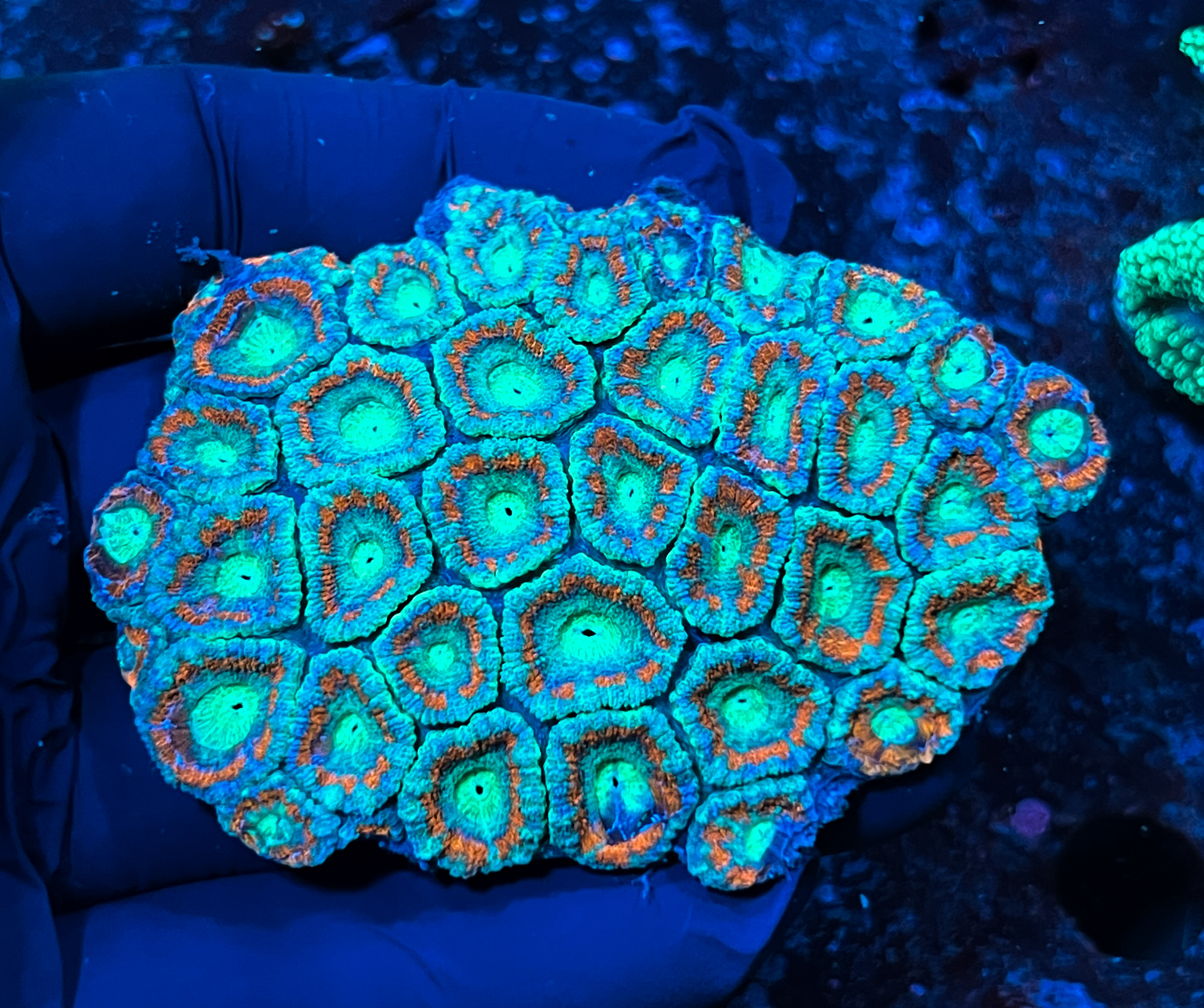 Acanthastrea sp. 