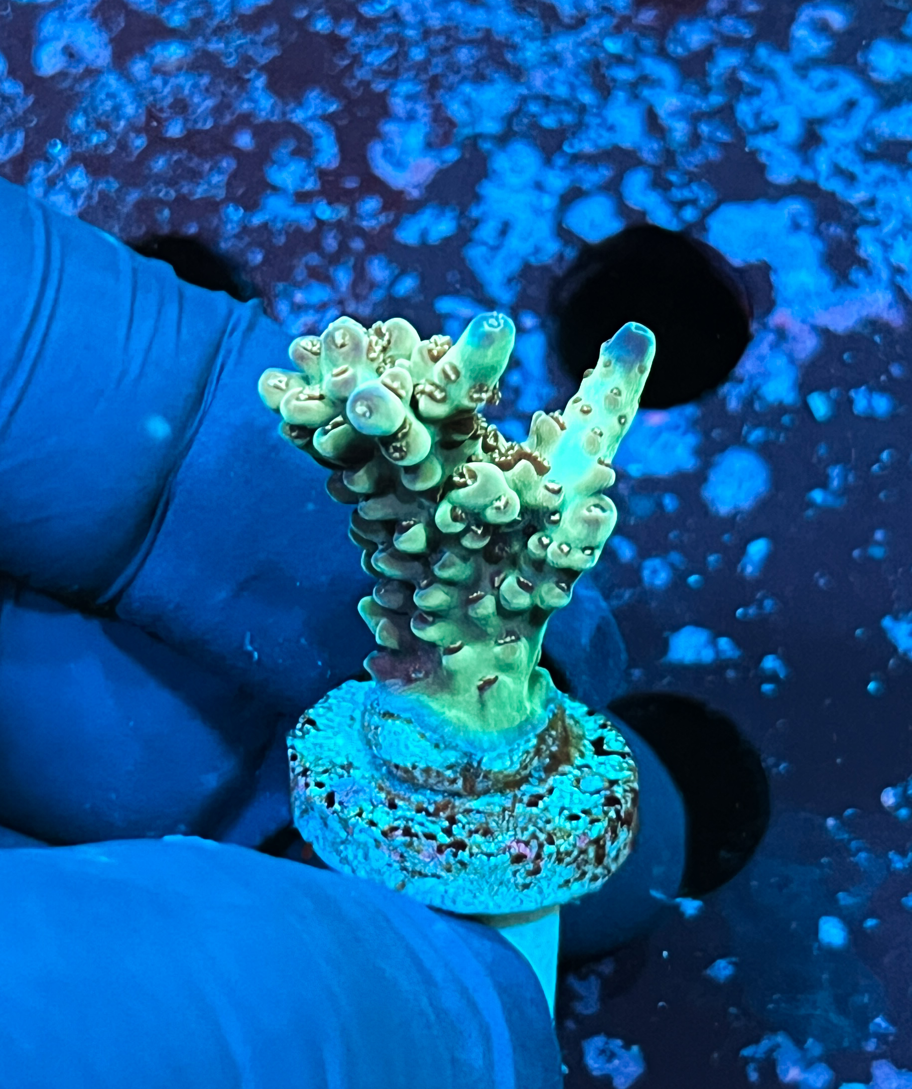 Acropora sp. 