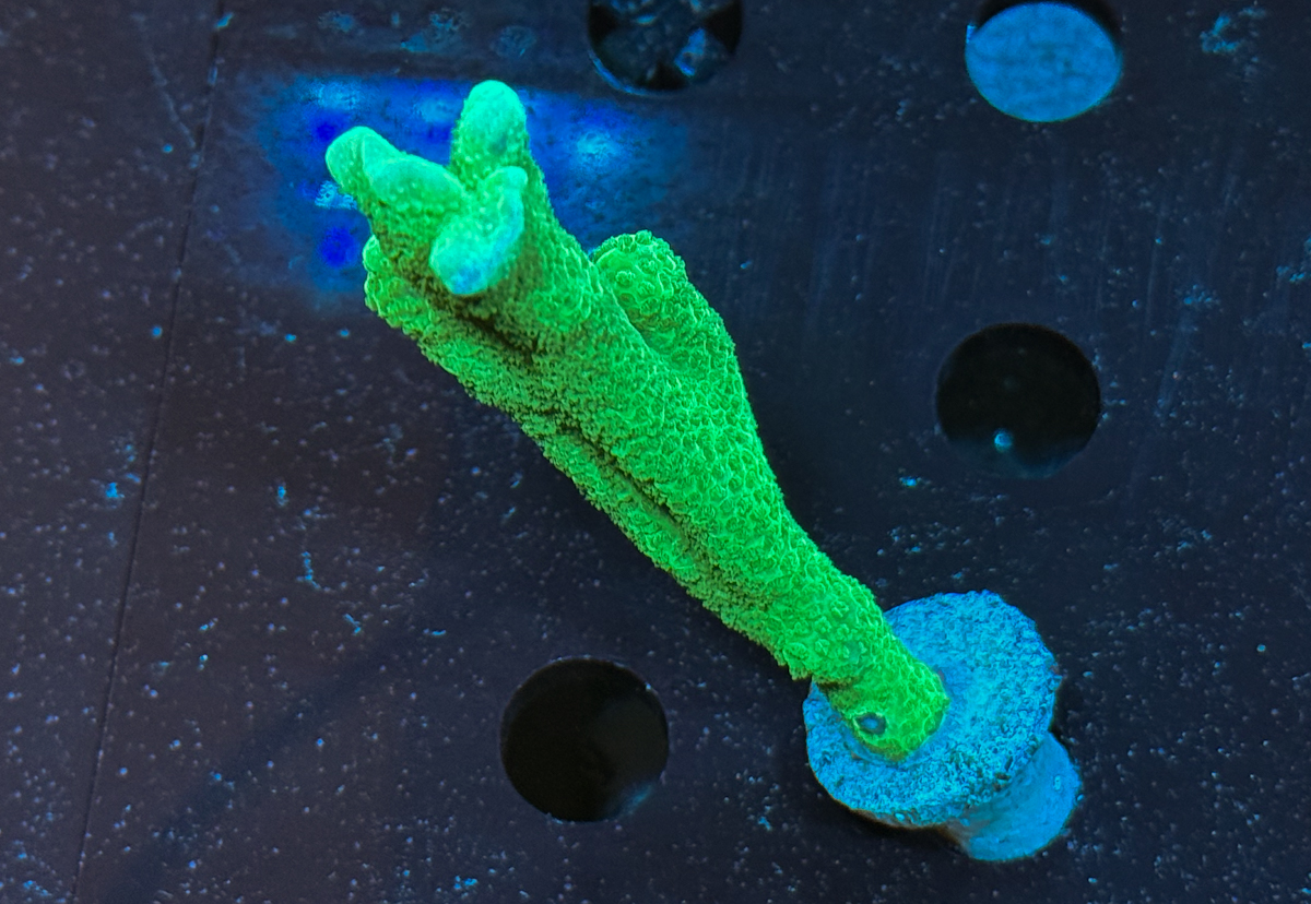 Montipora Digitata Green