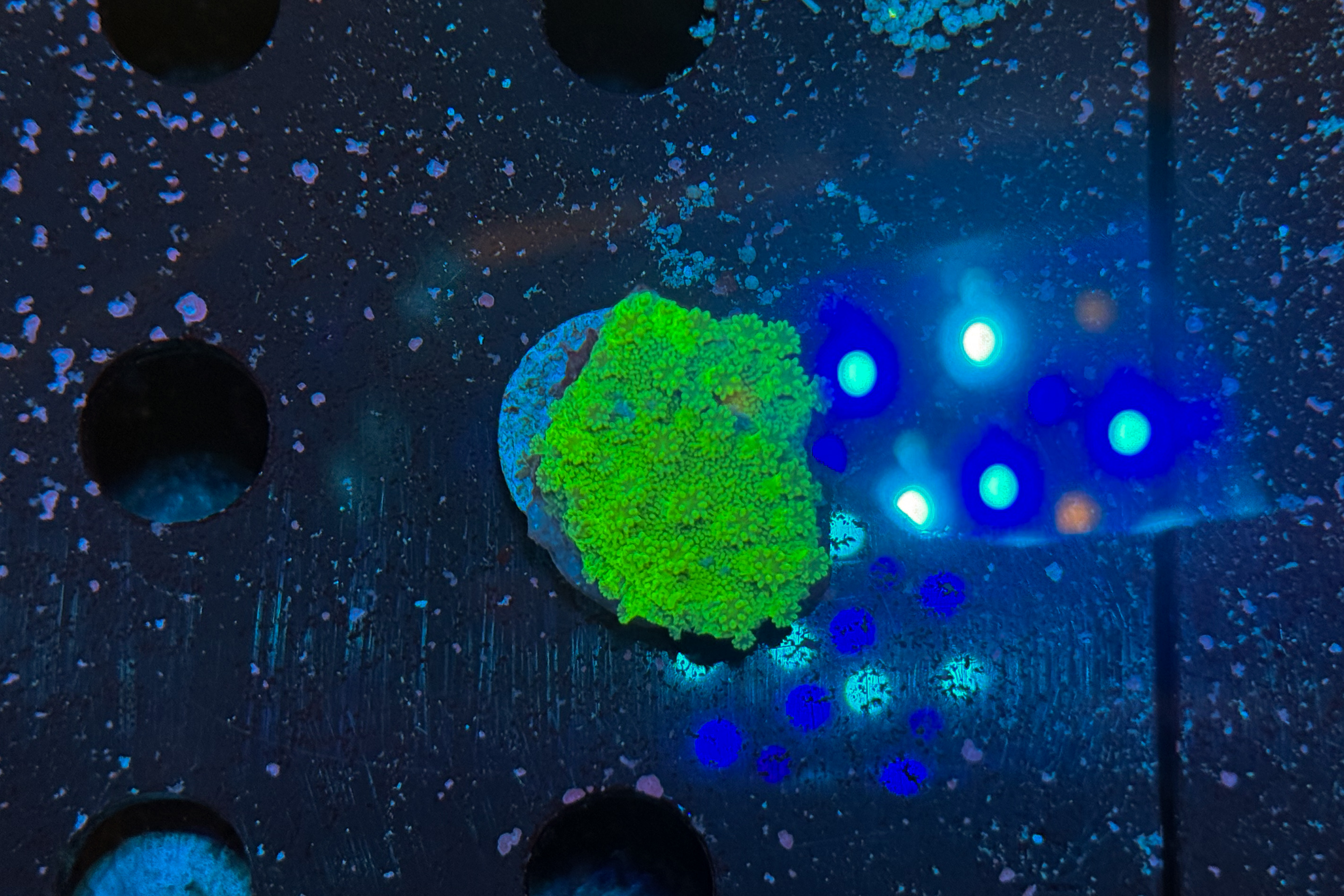 Astreopora sp.