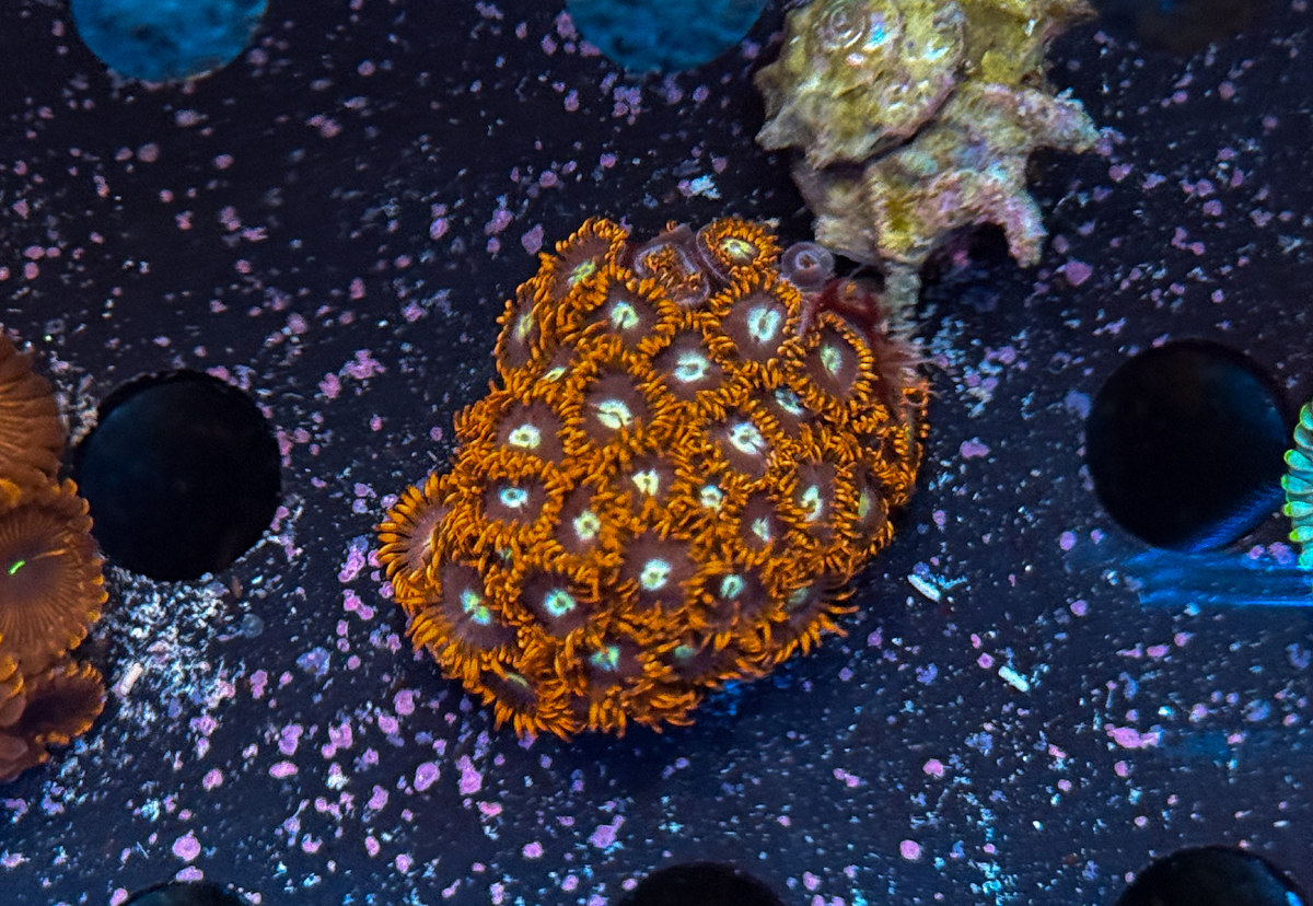 Zoanthus sp.