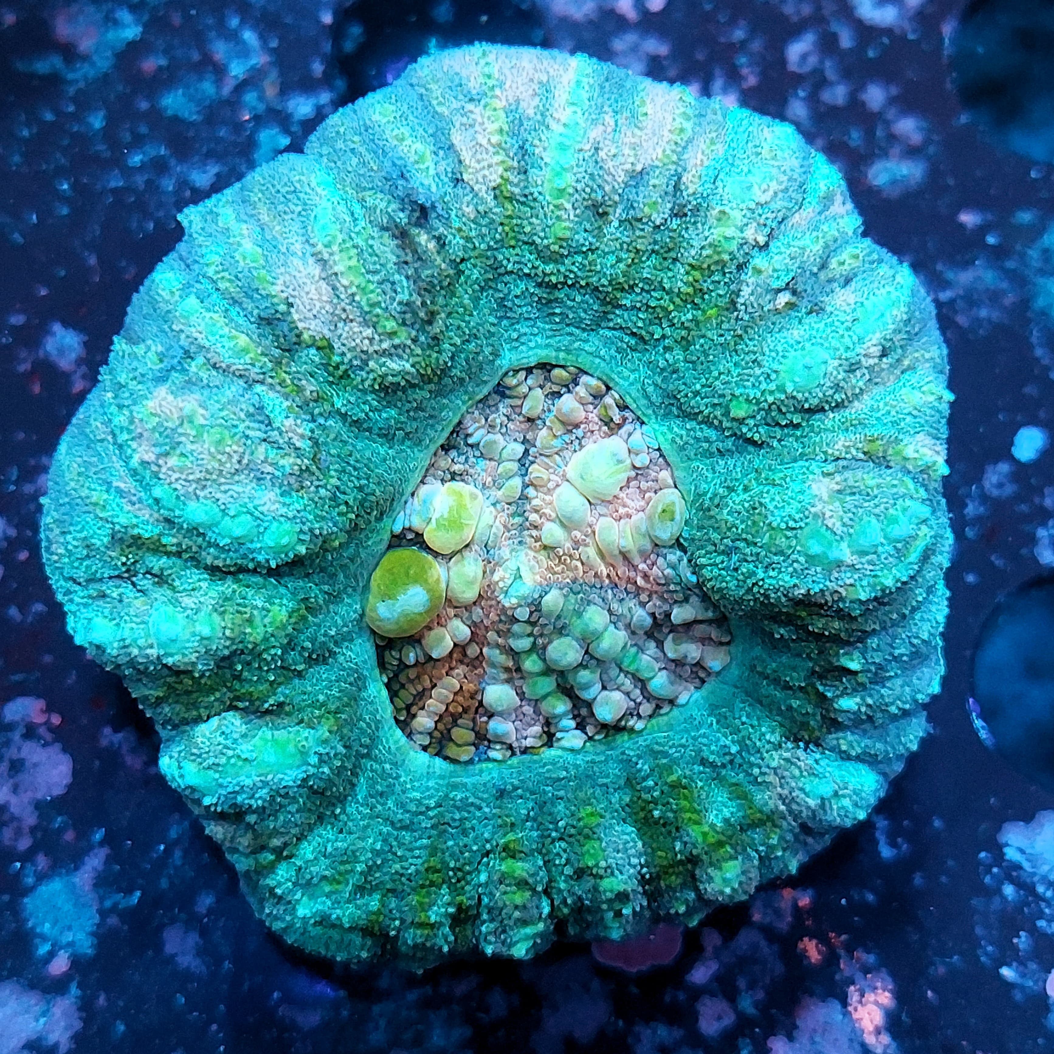 Acanthastrea Maxima Green Dots