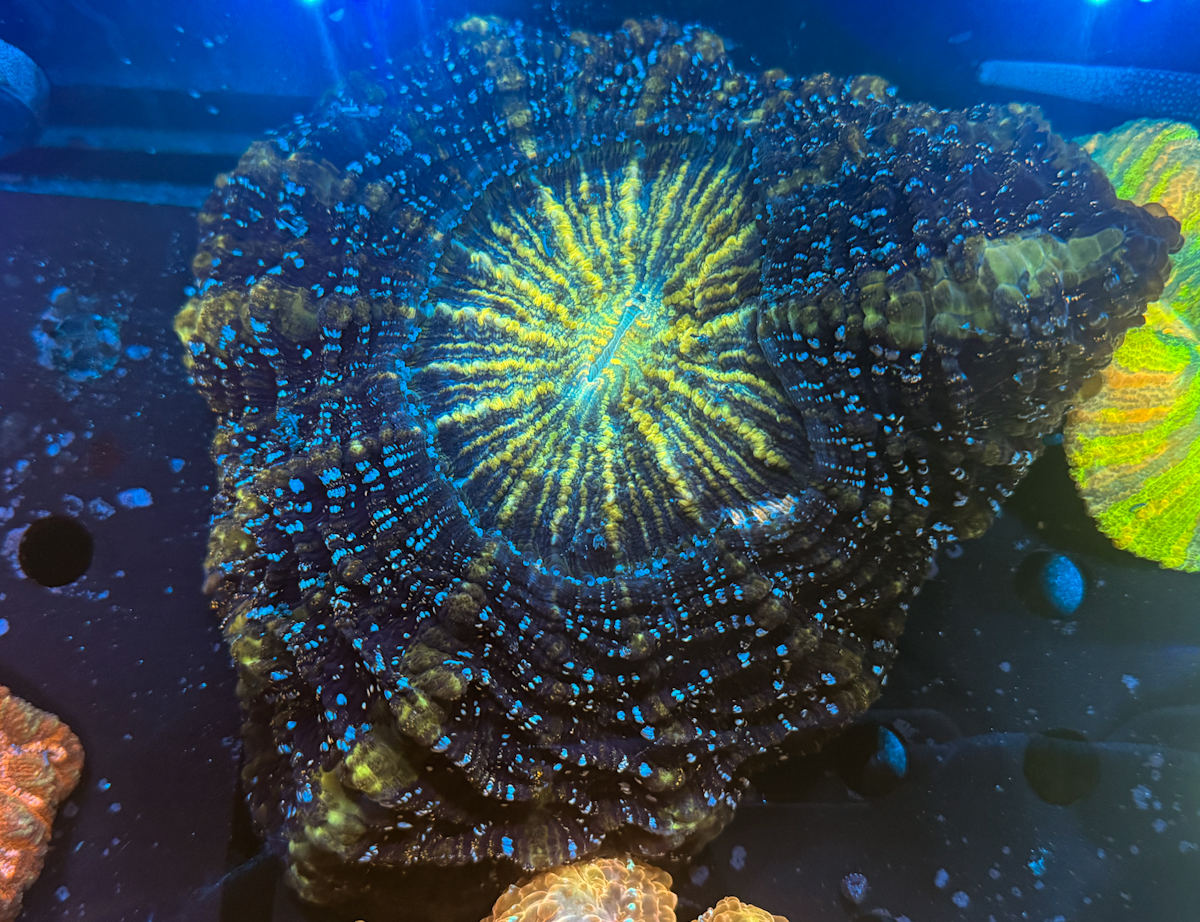 Acanthophyllia sp. Star Shower