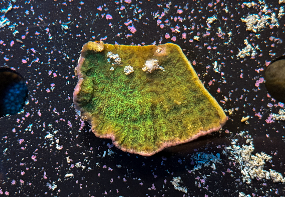 Montipora sp. Green