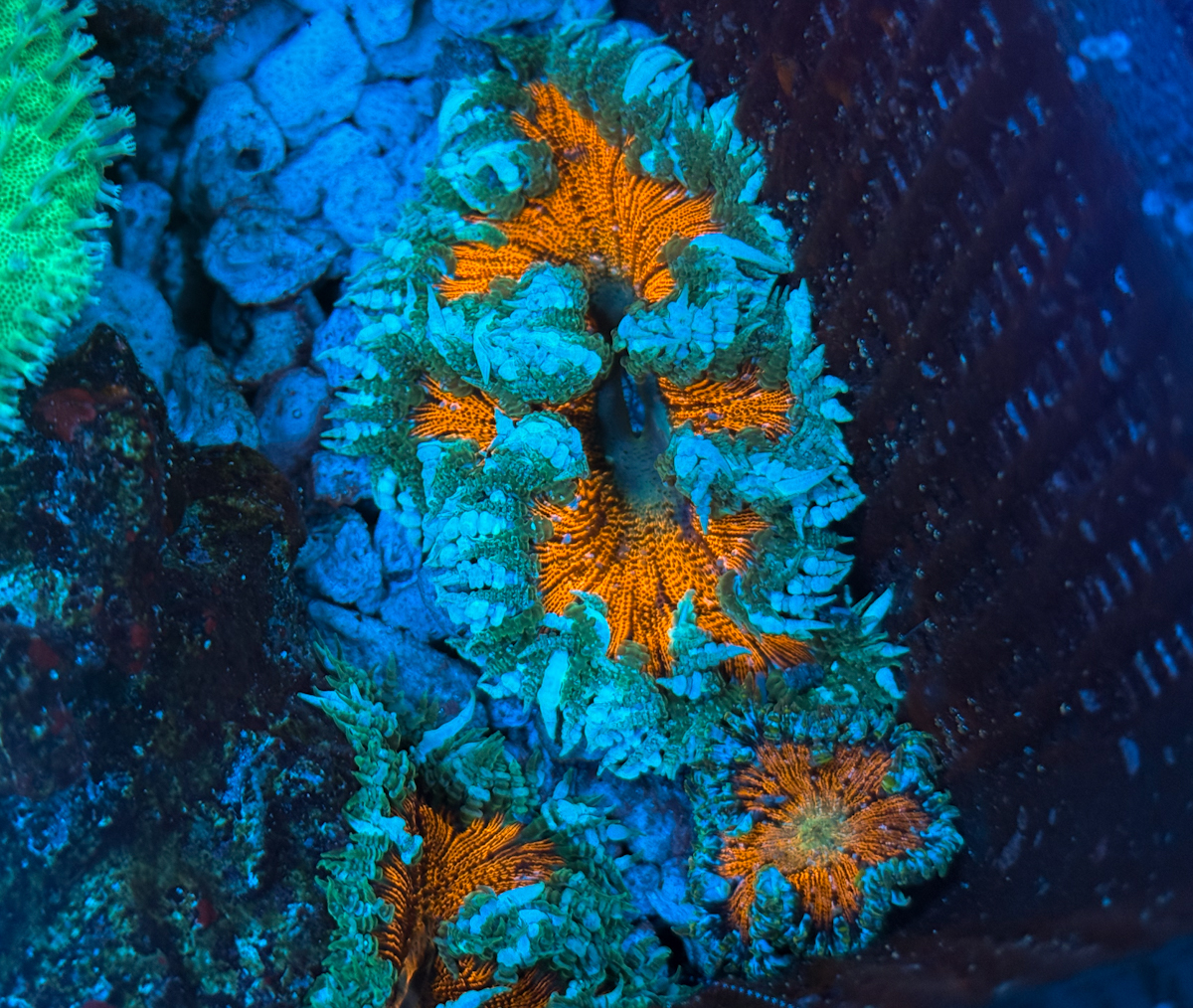 Phymanthus crucifer - Rockflower Red Center