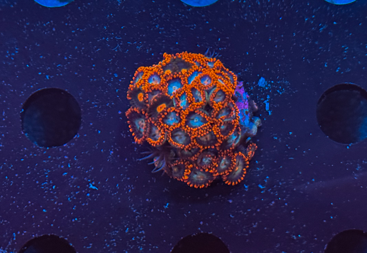 Zoanthus sp. Fire and Ice