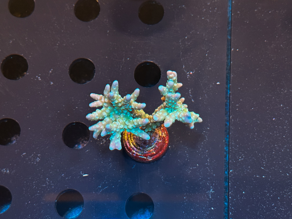 Anacropora sp.