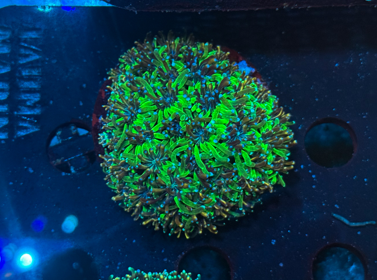 Galaxea spp. Green Galaxea spp. Green