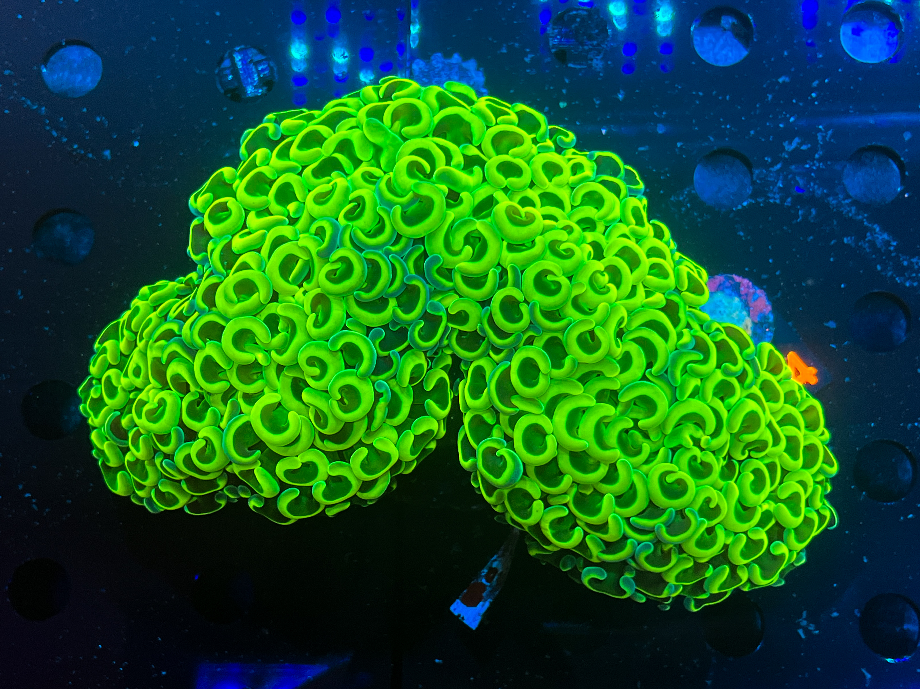 Euphyllia Ancora Toxic