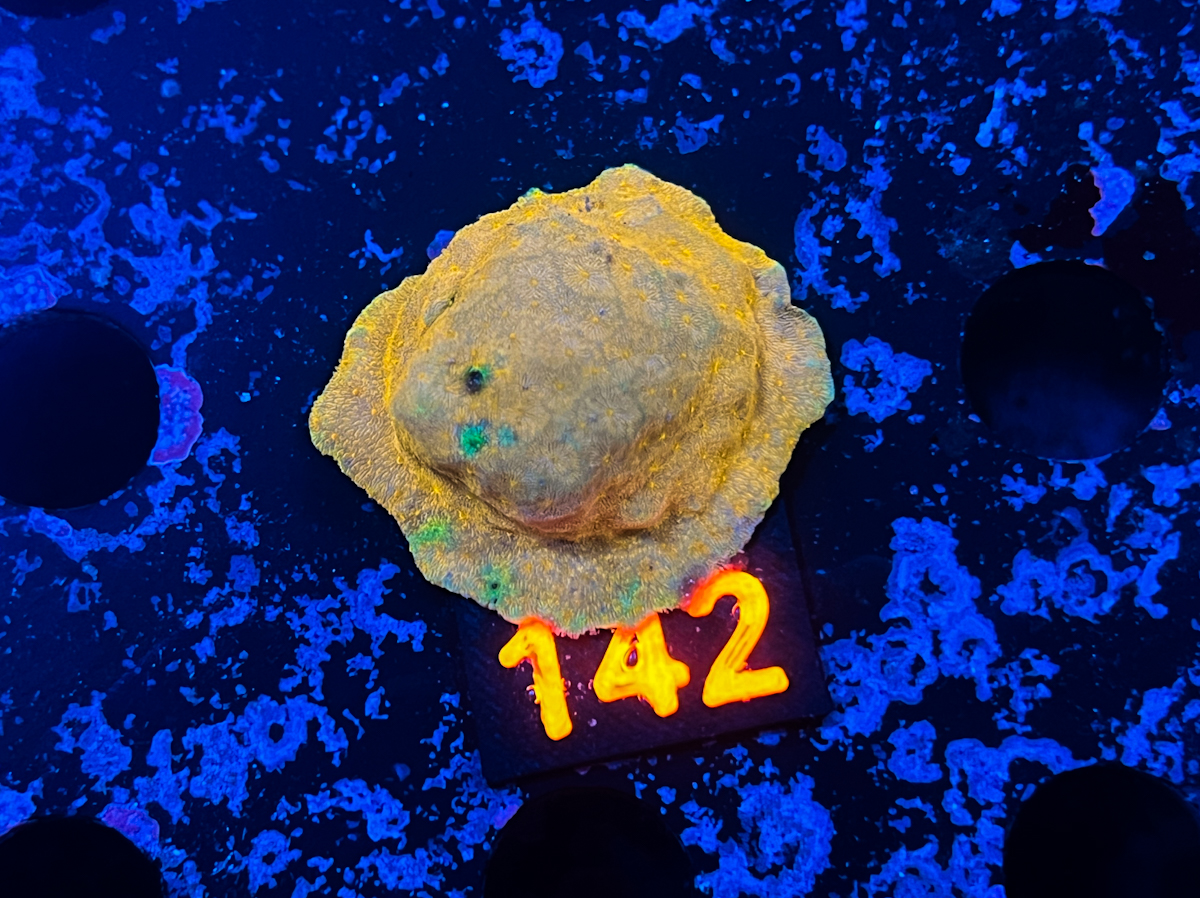 Lithophyllon sp. C3PO 