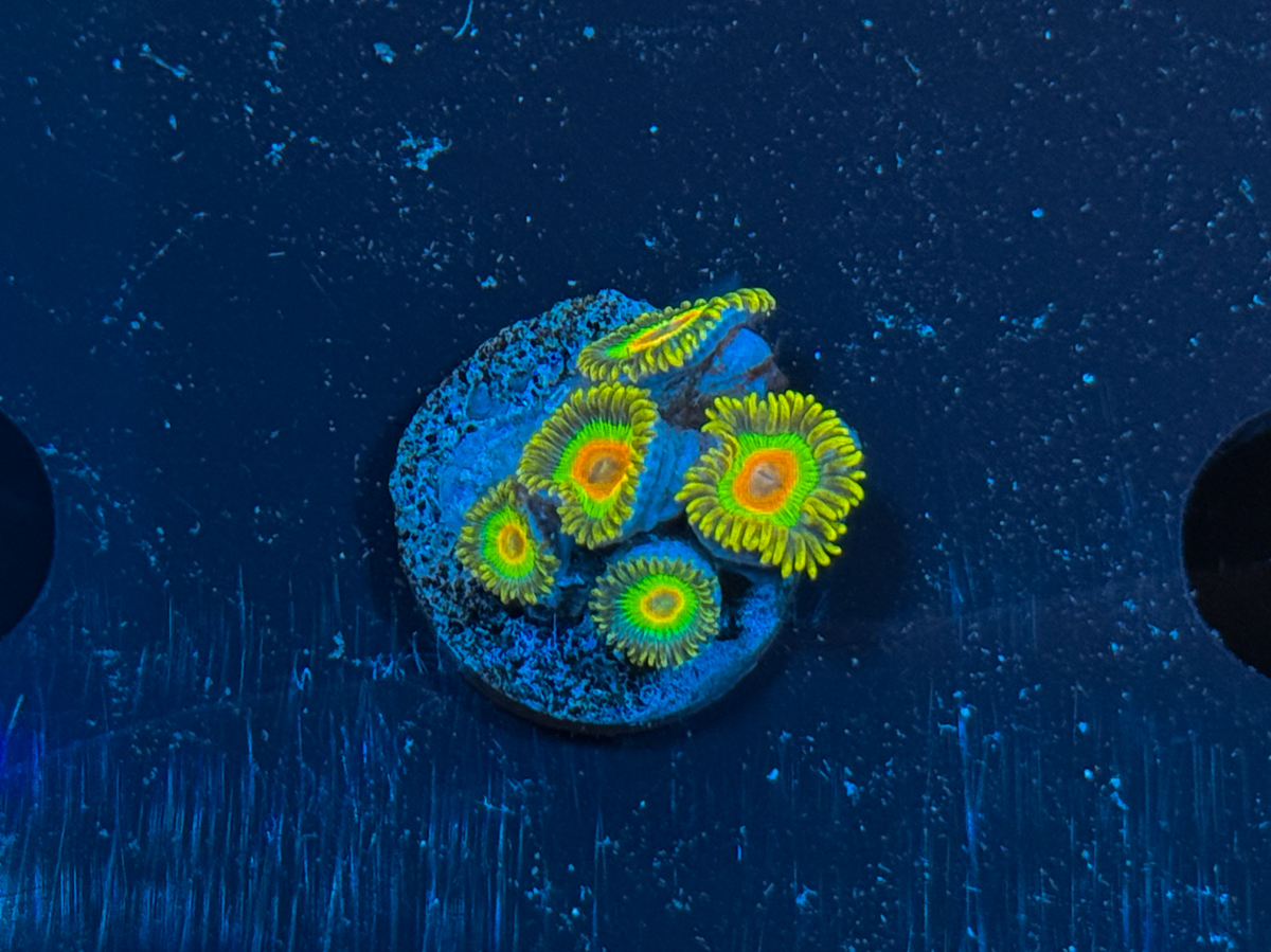 Zoanthus sp. Rasta