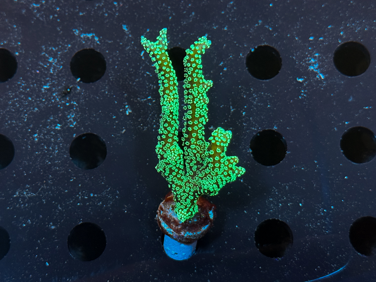 Seriatopora caliendrum green
