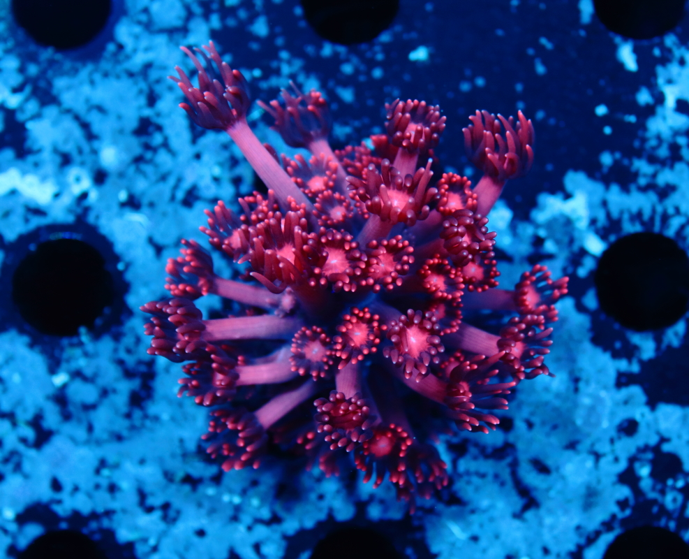 Goniopora Korallen Shop