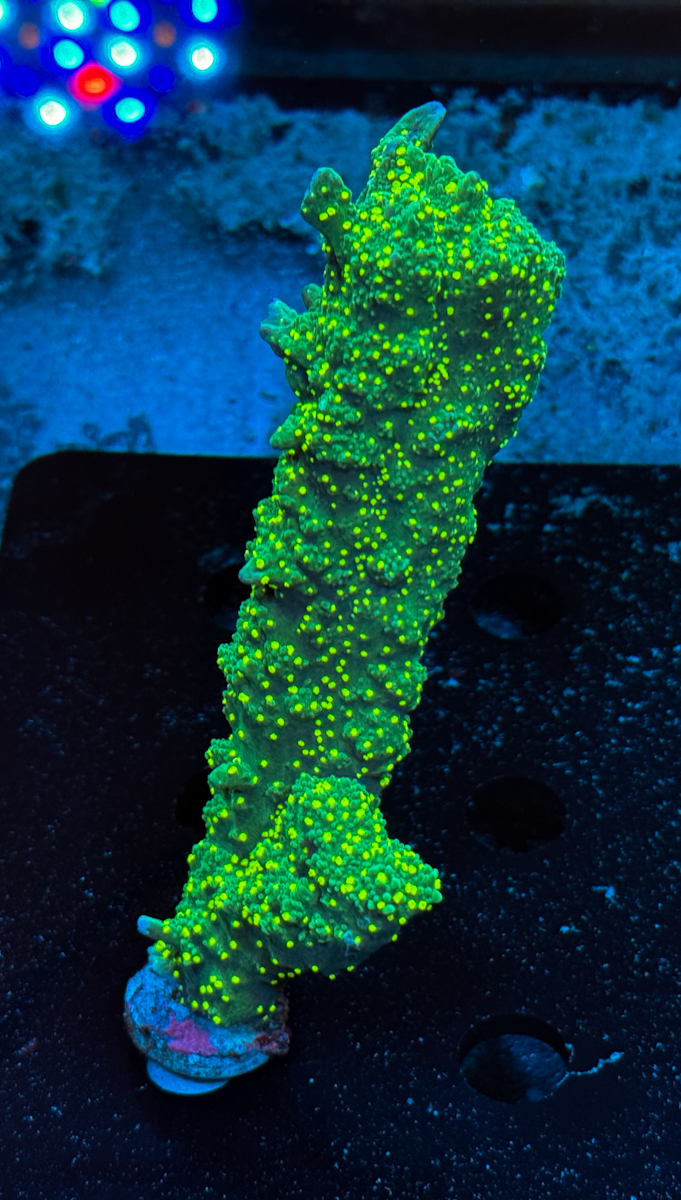 Montipora hirsuta