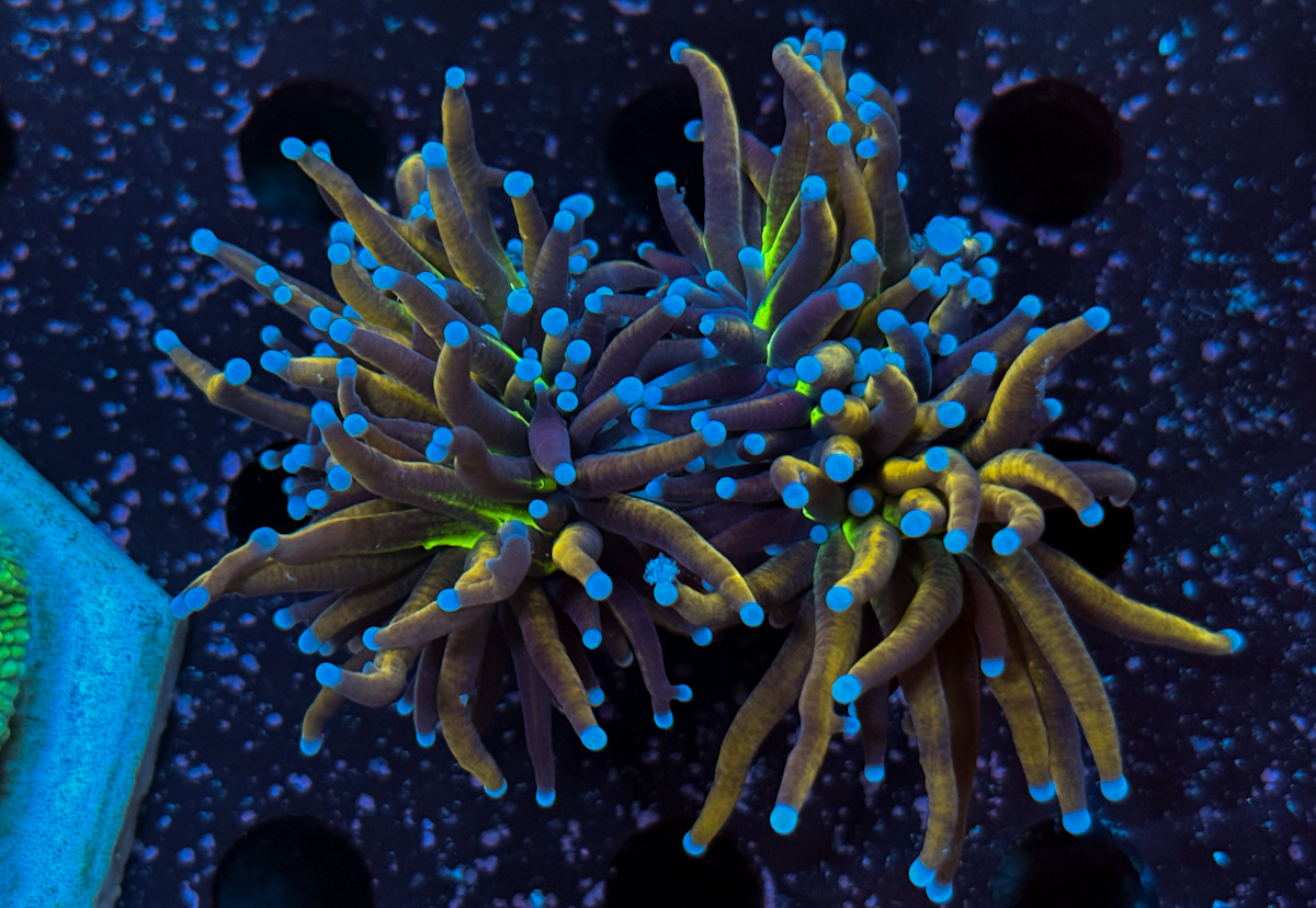 Euphyllia Glabrescens