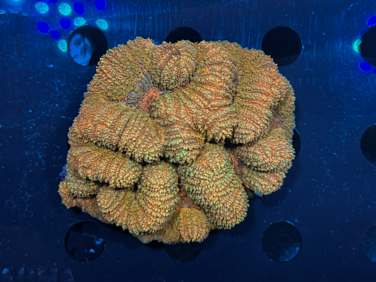 Lobophyllia sp. Orange Strip
