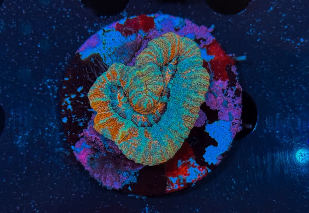 Symphyllia Wilsoni Orange