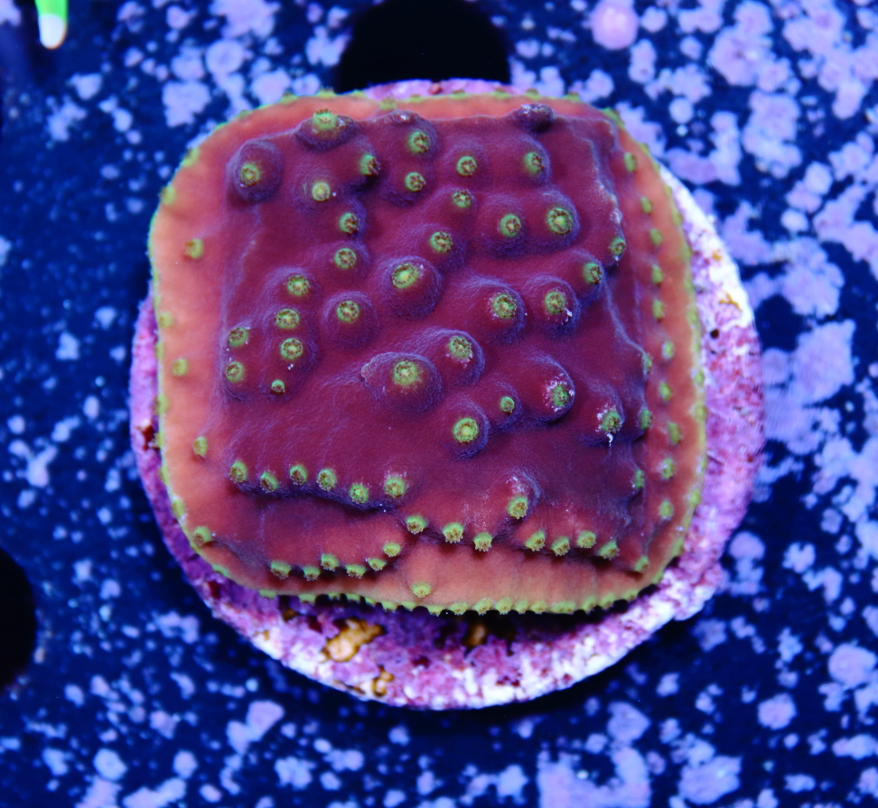Turbinaria reniformis