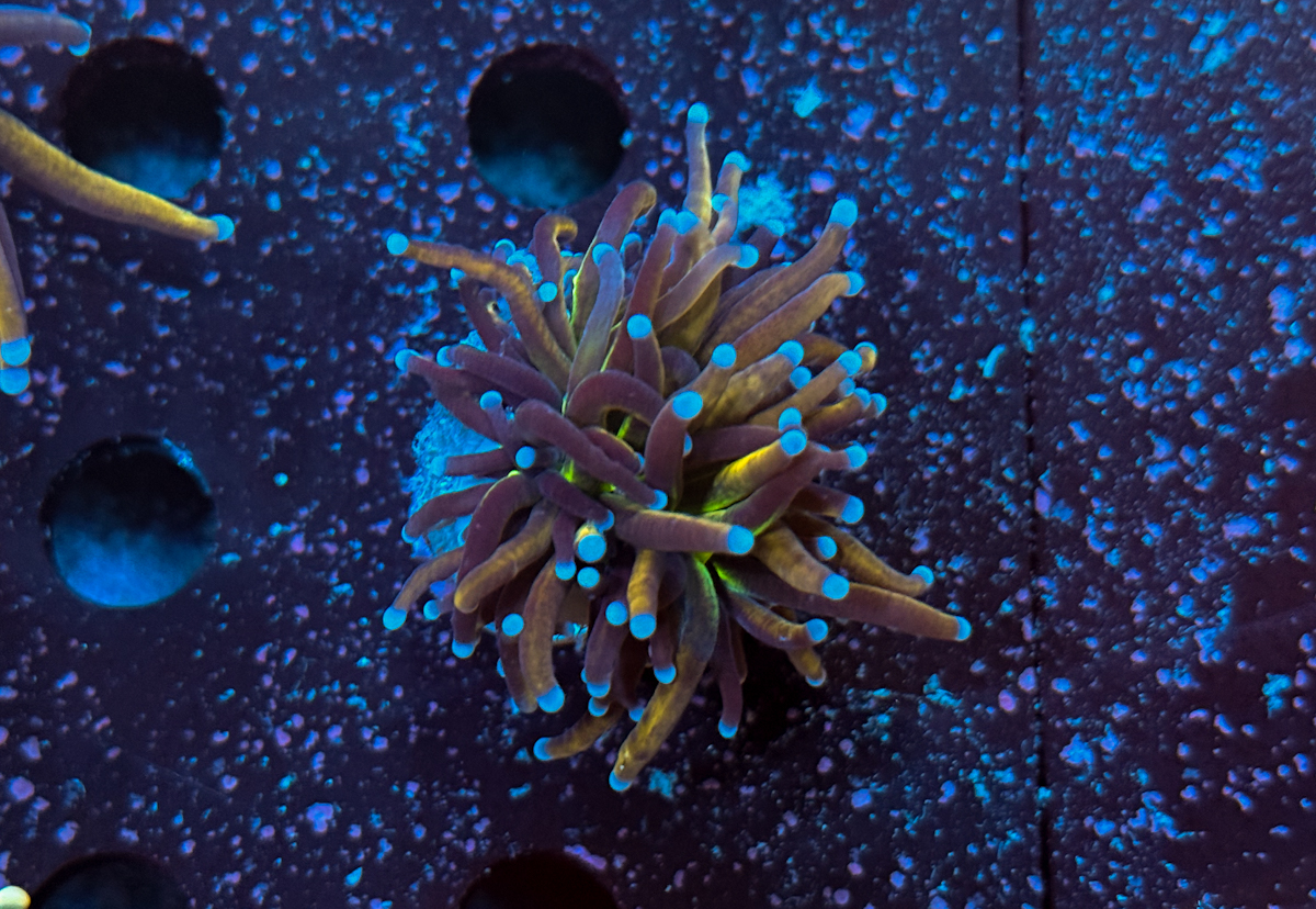 Euphyllia Glabrescens