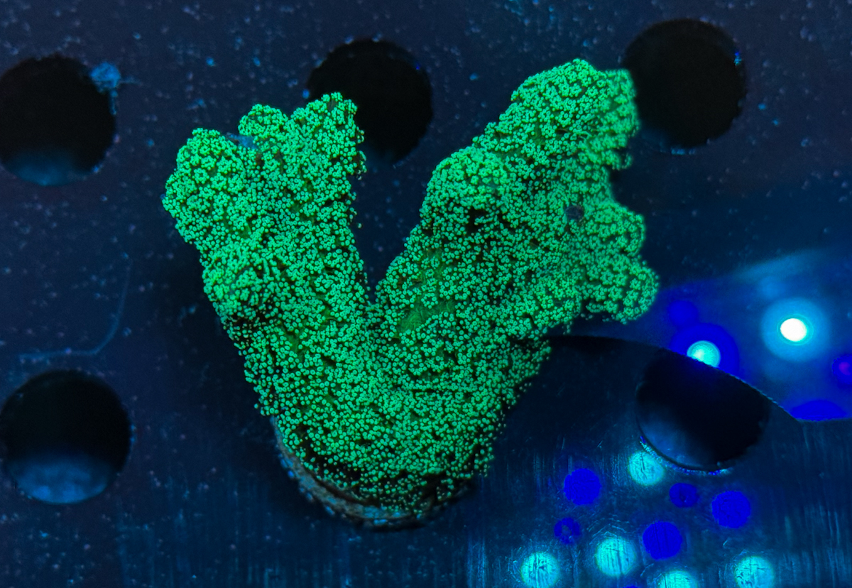 Seriatopora caliendrum green