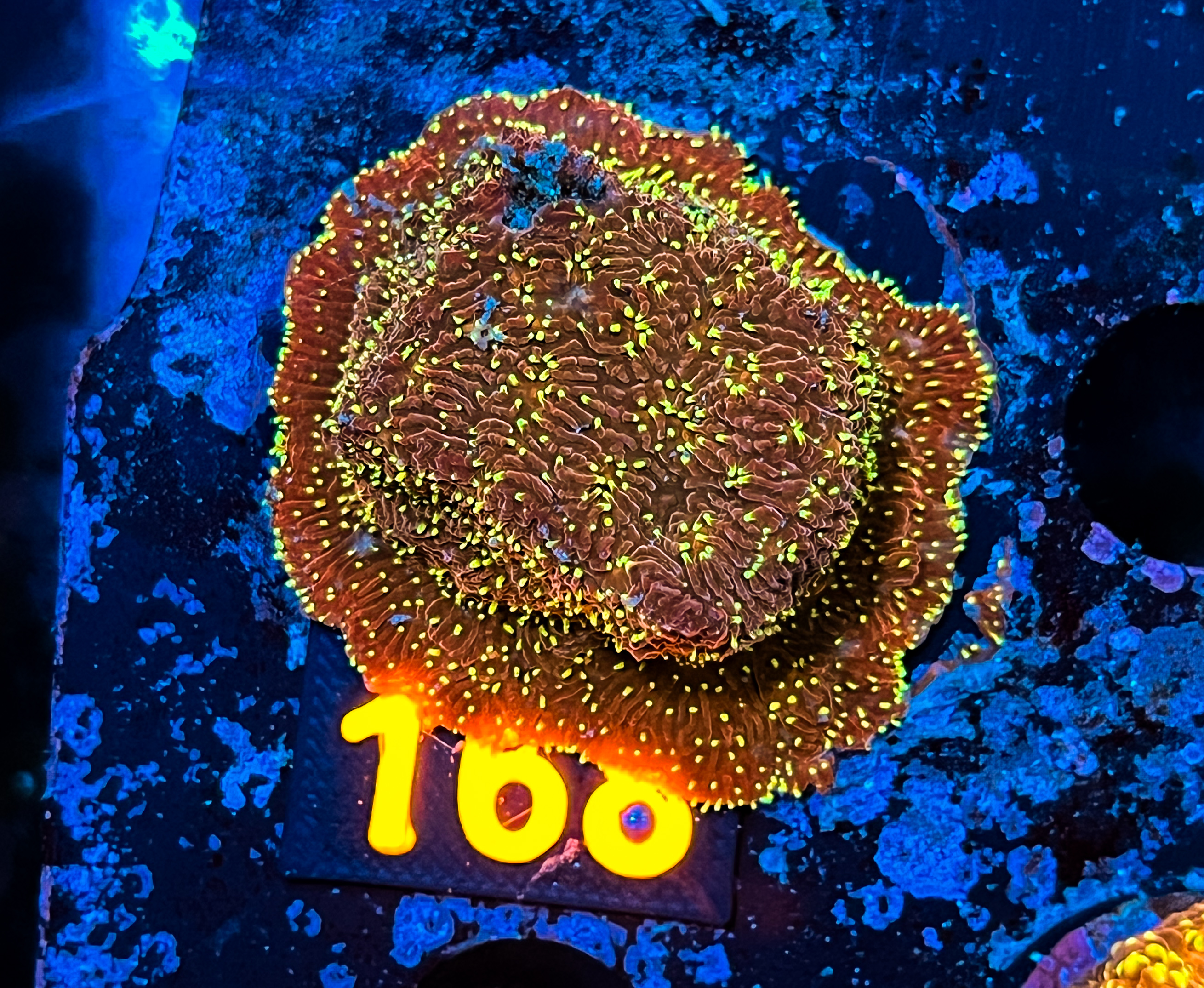 Pavona sp. Freak Hair
