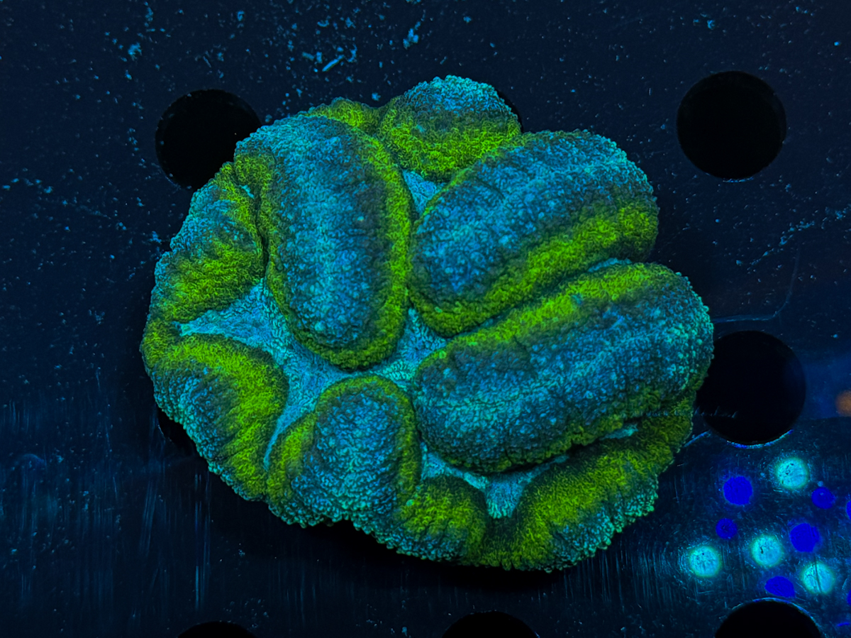 Lobophyllia sp. Toxic Rim