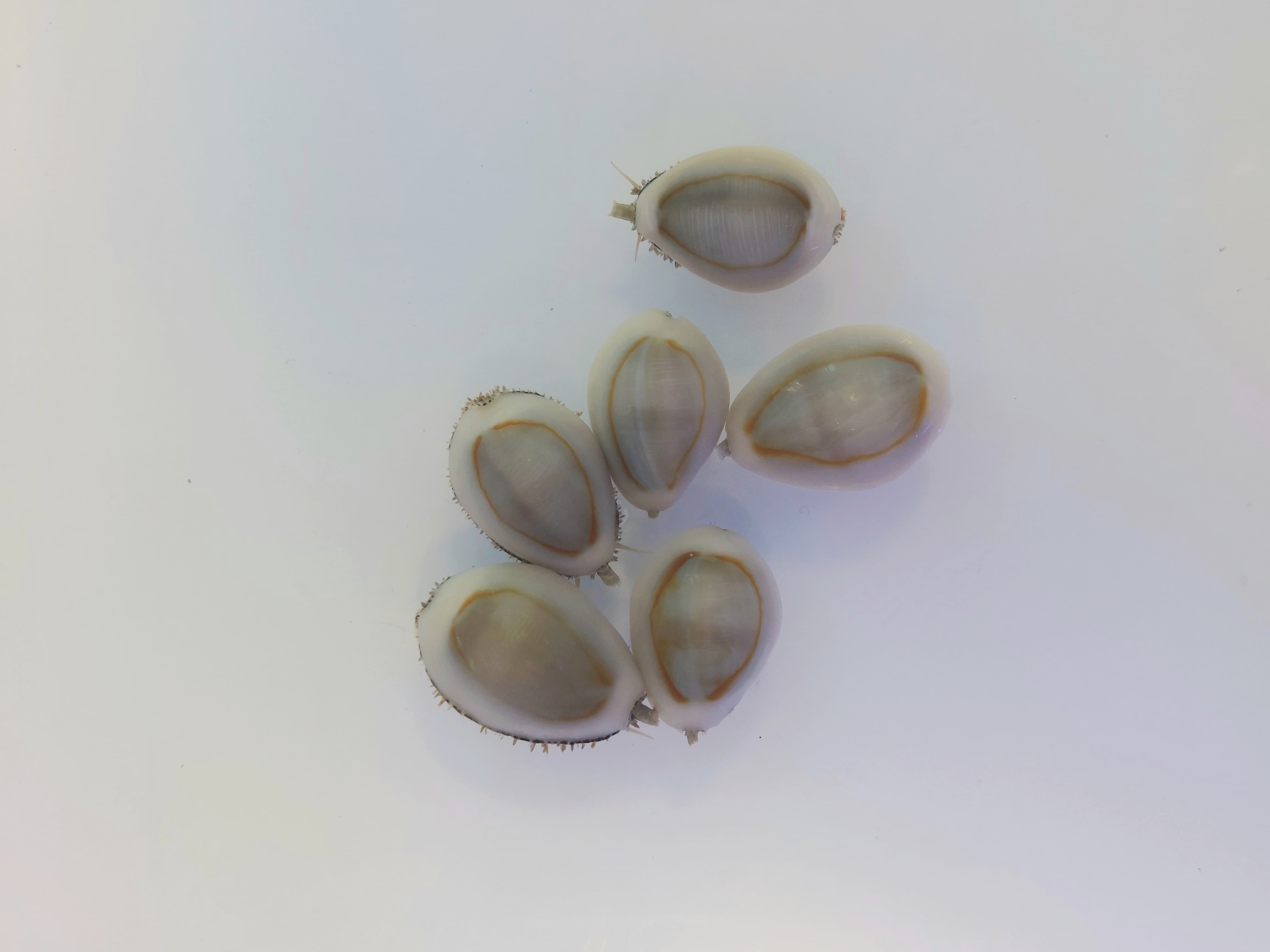 Cyprea annulus