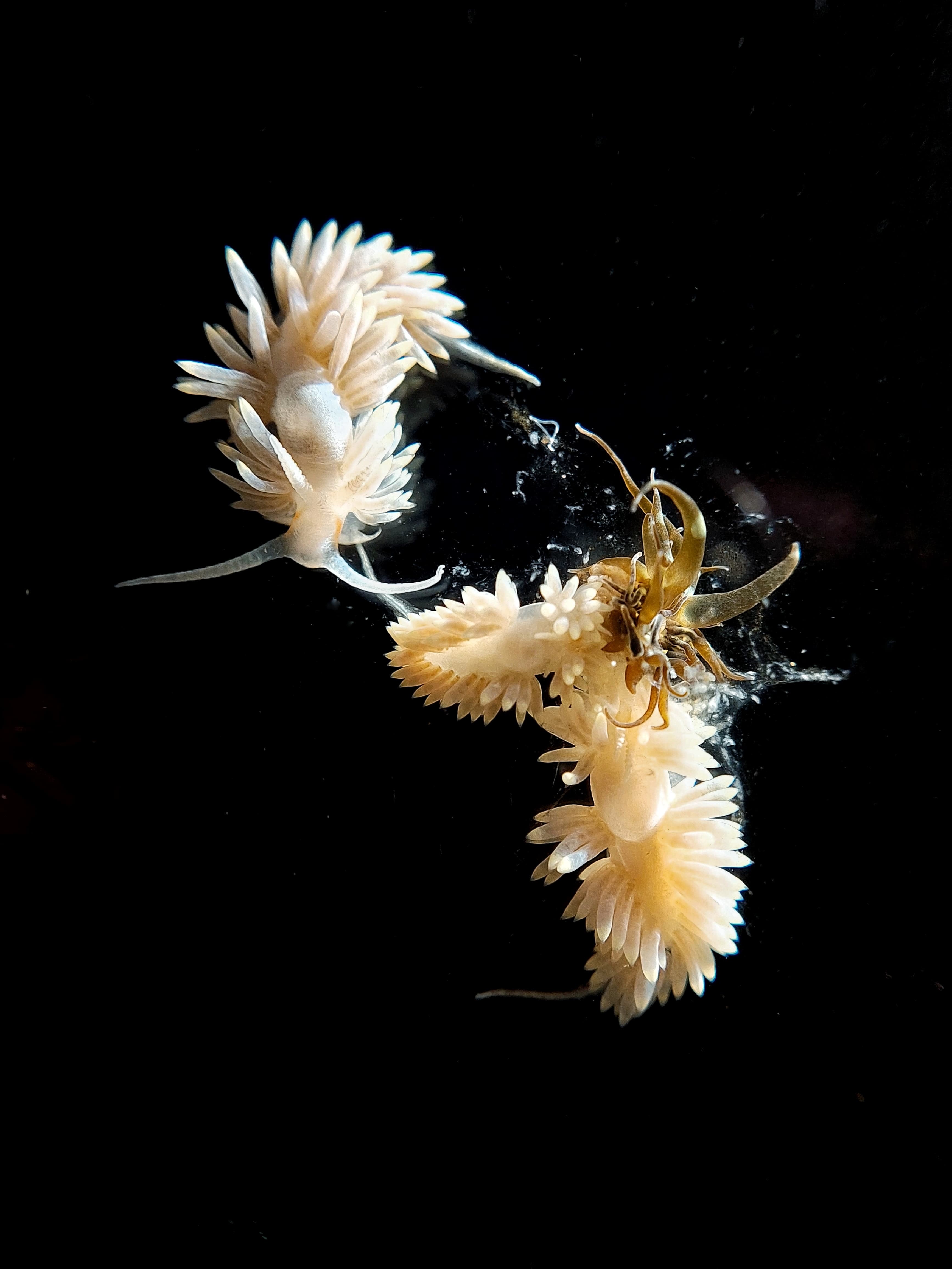Berghia stephanieae - Glasrosenfressende Nacktschnecke