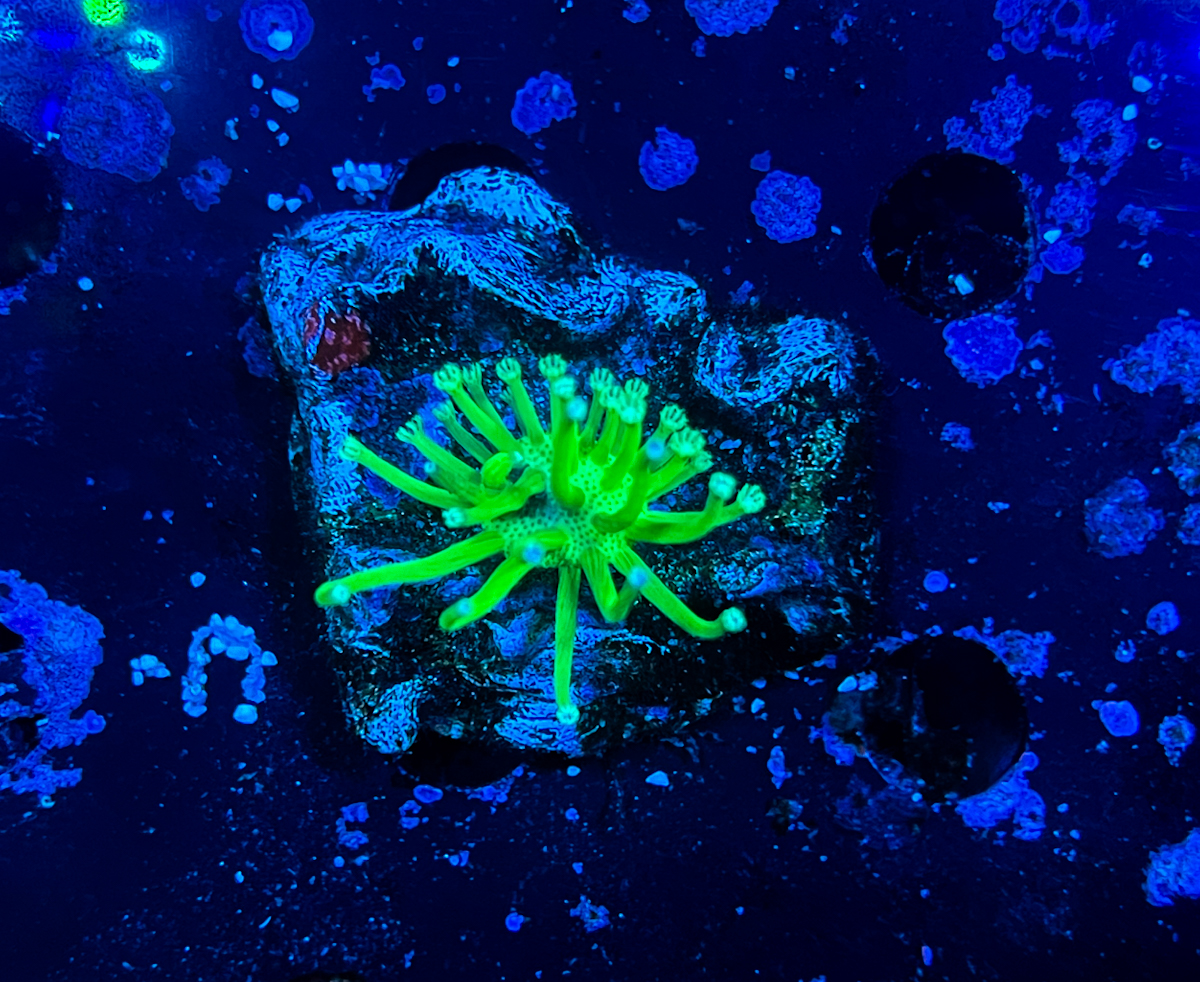 Sarcophyton sp. South China Tood