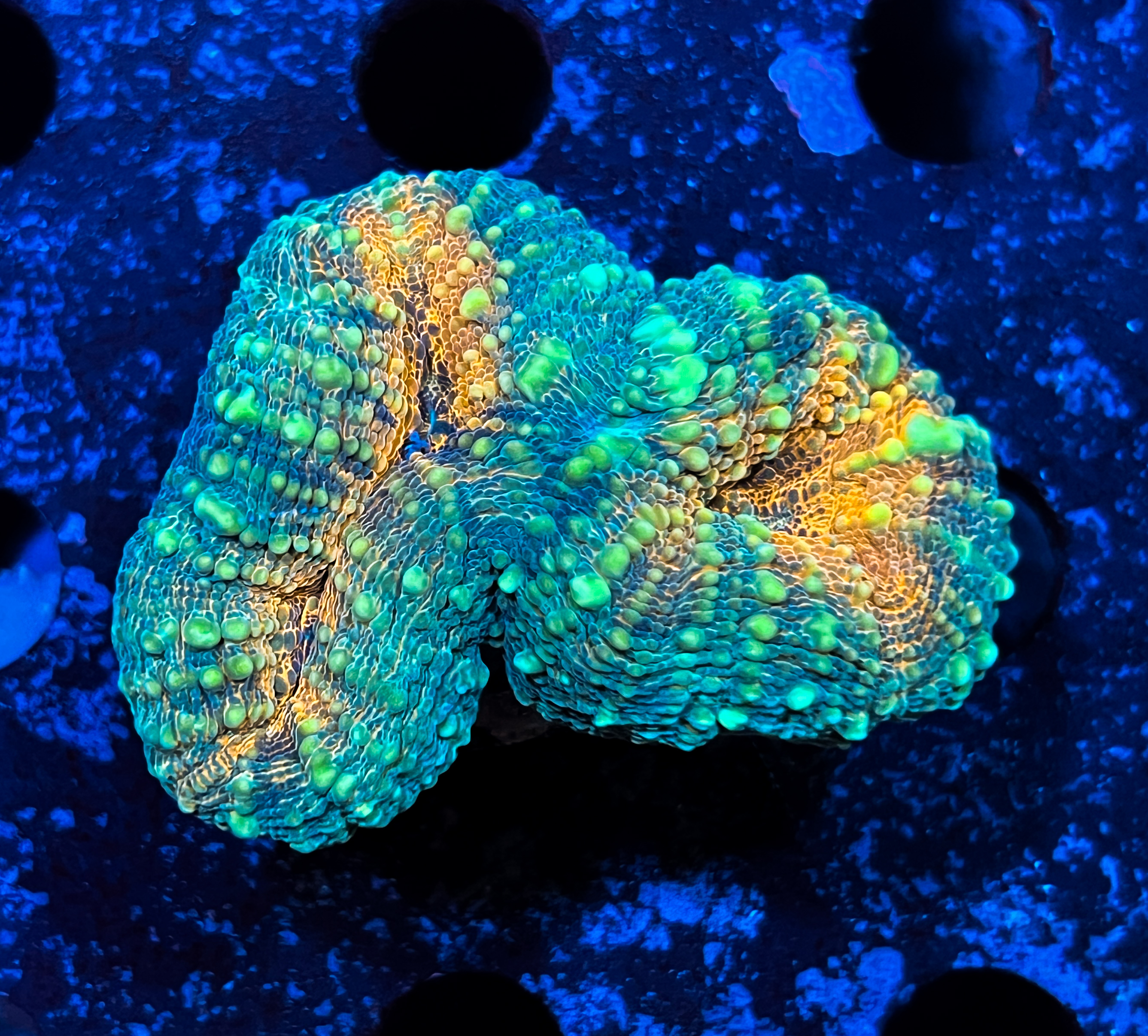 Lobophyllia sp. Orange Frag 