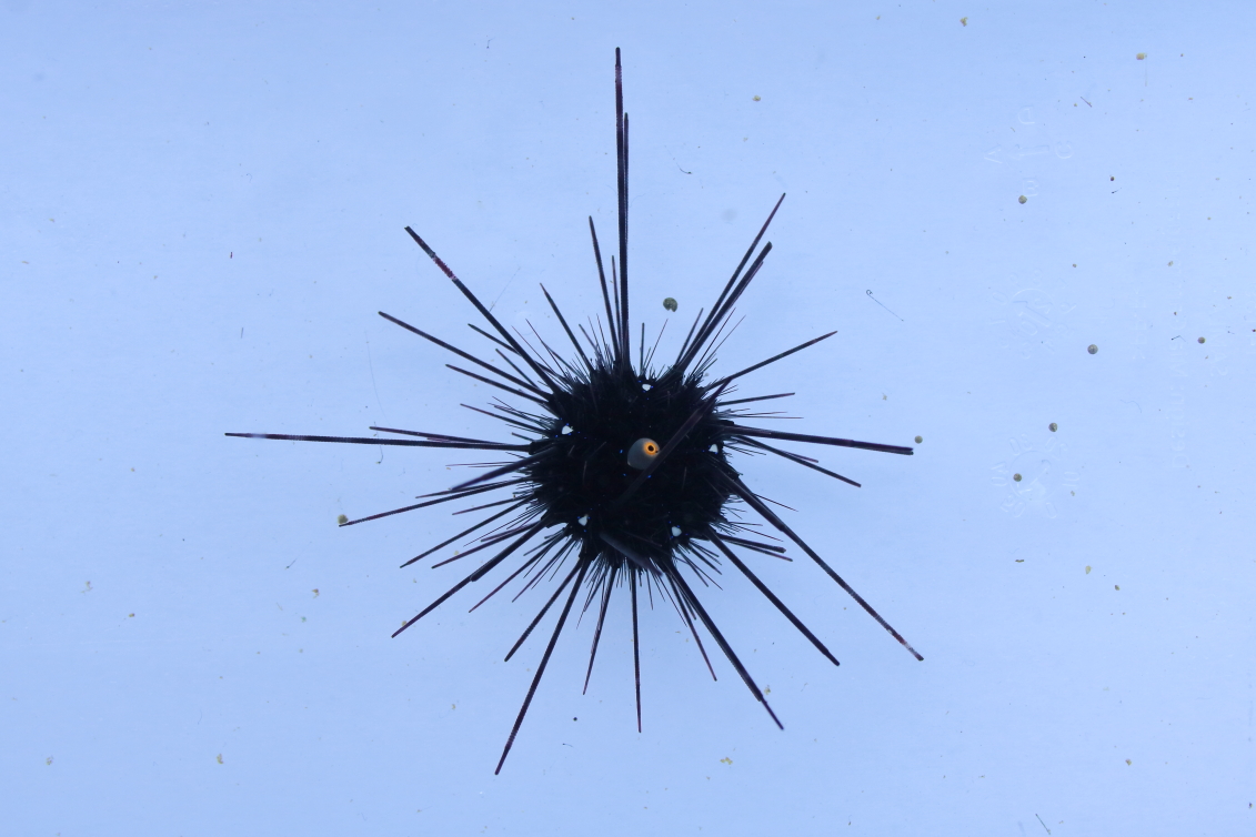 Diadema setosum - Diadem Seeigel