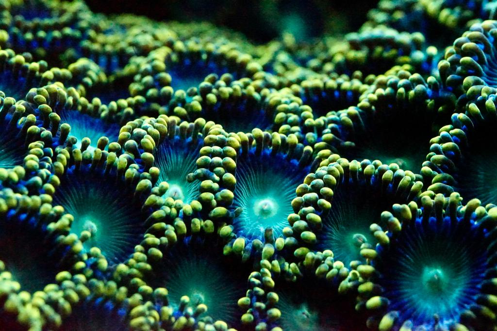 Unsere aktuellen Top Seller – Must-haves für dein Meerwasseraquarium