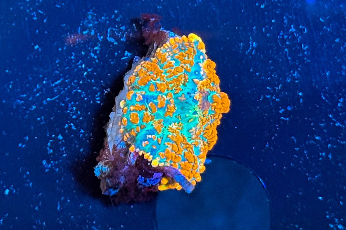 Rhodactis sp. Orange