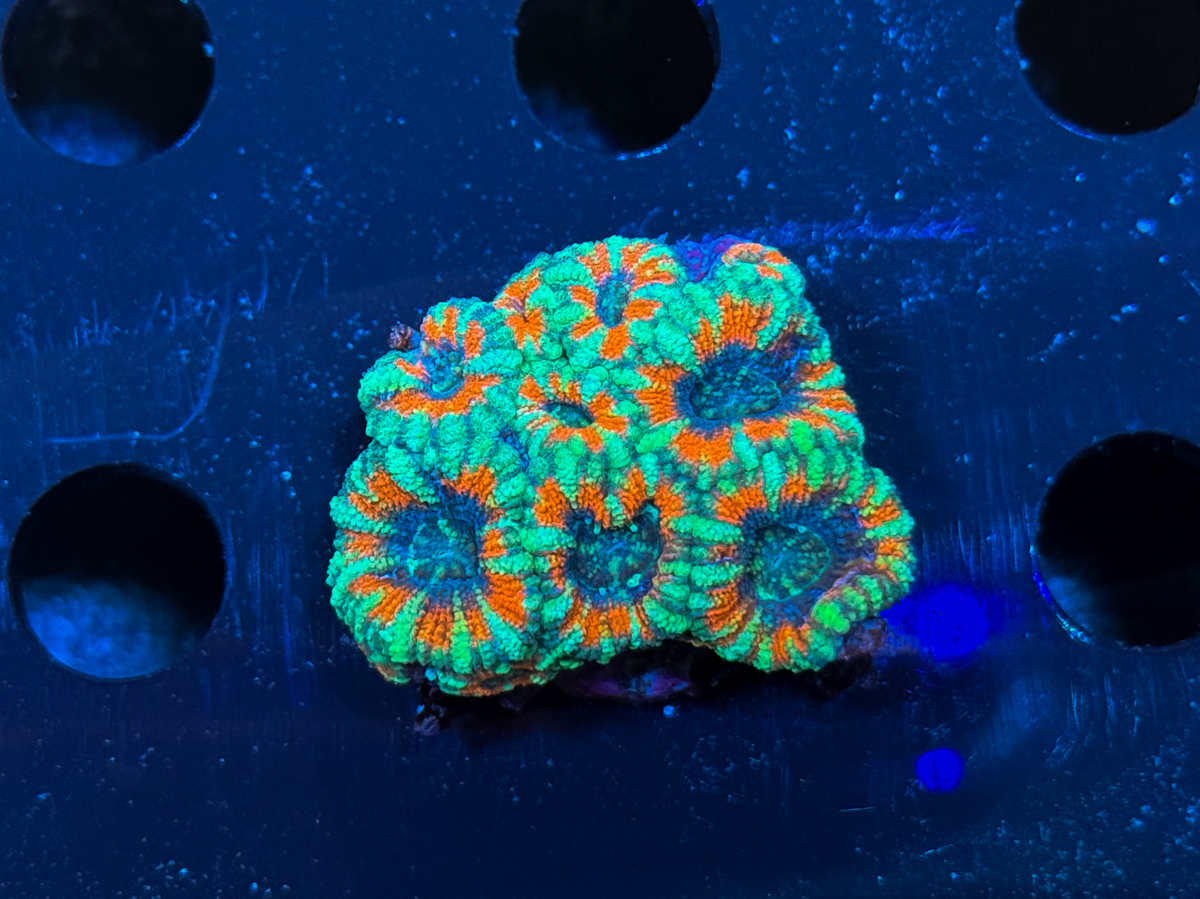 Micromussa lordhowensis