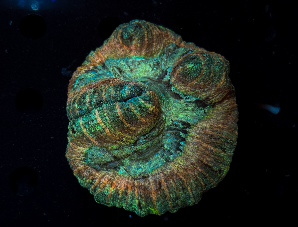 Trachyphyllia sp.